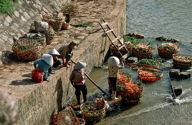 越南历史彩色照片：当地越南乡村妇女在市场运输前，将新鲜收获的胡萝卜放入篮子清洗和分拣，越南，大叻，1992年10月11日图片下载