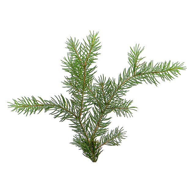 圣诞杉树枝，PNG透明背景。圣诞树。圣诞绿云杉枝。适用于圣诞贺卡、包装、横幅、日历的素材。图片下载