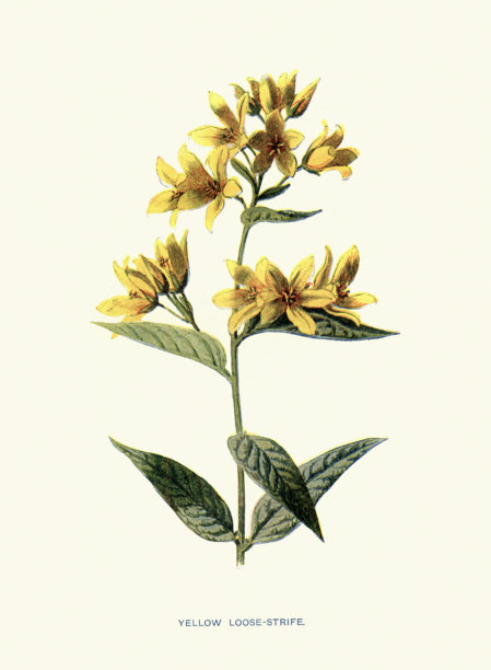 欧洲黄戩，又名普通黄戩，是一种草本多年生开花植物。花朵，野花印花，复古插画，19世纪。图片下载
