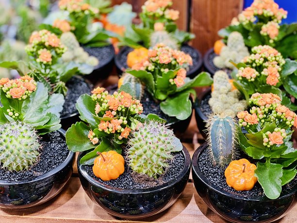 万圣节室内鲜花搭配南瓜的素材图图片下载