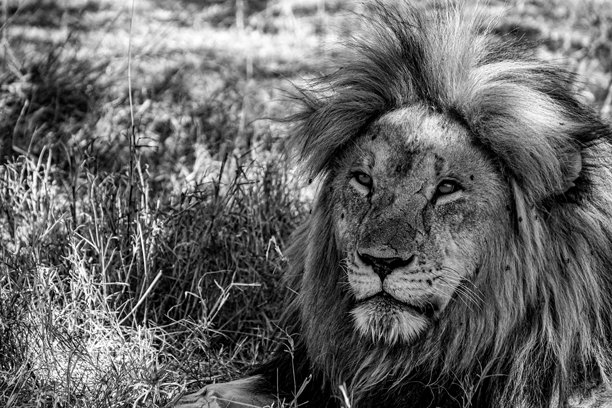 塞伦盖蒂国家公园里，一只雄狮正在树荫下休息（黑白照片）图片下载