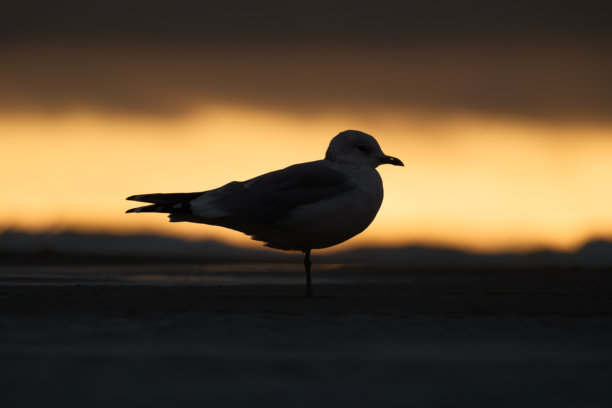 海边的海鸥剪影。海滩和日落的光线。野生鸟类。太阳和乌云。明信片、背景、壁纸的图片。图片下载