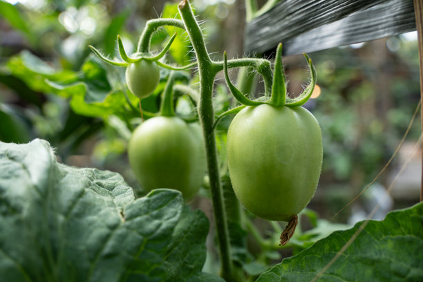 未成熟的番茄果实特写照片，它们还很年轻且呈绿色。农业、城市农业的概念。图片下载