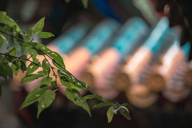 这张照片聚焦于颐和园的古老建筑细节。前景中茂盛的绿叶与背景中华丽的建筑形成了自然的对比。图片下载