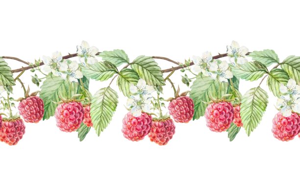 覆盆子无缝边框。成熟浆果的美丽枝条，带有绿叶和白色浆果。手绘水彩插画，已隔离。用于菜单设计、壁纸和织物的植物剪贴画。图片下载