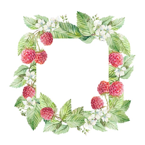 覆盆子枝条画框，方形。成熟的覆盆子、绿叶和白花。手绘水彩插画，孤立。用于贺卡和果汁、果酱、茶叶标签的明亮剪贴画。图片下载