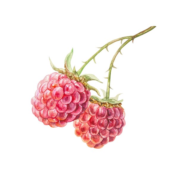 覆盆子水彩画。枝头饱满、新鲜、鲜红的浆果。手绘插画，孤立。用于果酱、饮品和化妆品标签设计的植物剪贴画。图片下载