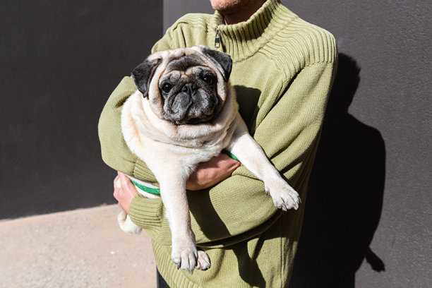 男人抱着一只巴哥犬，背景是深色墙壁。这张图片传达了现代人与宠物关系中的喜爱、信任和情感连接。图片下载