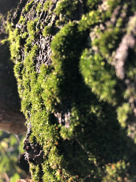 阳光下的绿色苔藓照片图片下载