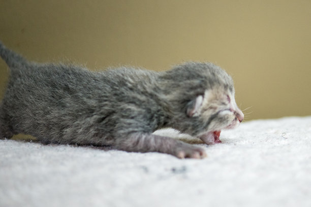 柔软表面上的微小新生小猫打哈欠，可爱的睡眠时刻，适合用作素材照片图片下载