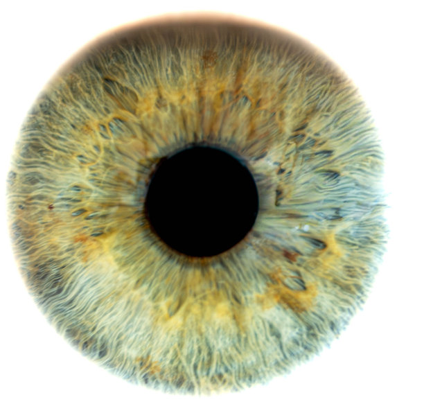 白色背景下人眼的宏观照片。男性绿色眼睛的特写。结构解剖。虹膜细节。纤维和色素。超分辨率。图片下载