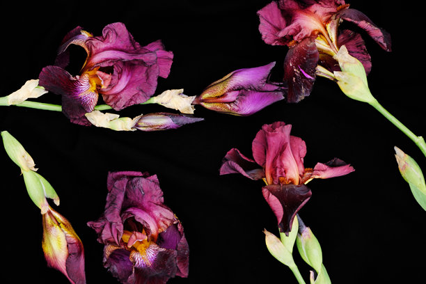 黑色背景下鸢尾花的微距平铺照片图片下载