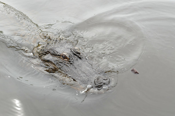 从旅游船上近距离俯拍美国短吻鳄在路易斯安那州南部湿地的浑浊水中游泳的照片图片下载