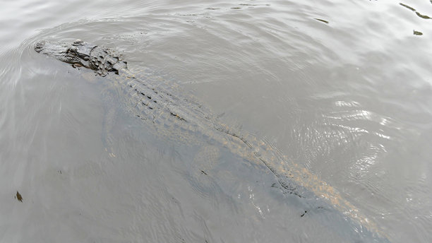从旅游船上方拍摄的美国短吻鳄在路易斯安那州南部湿地的浑浊水域中游泳的照片图片下载