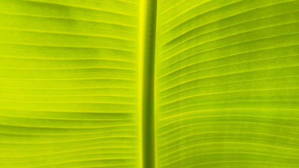 特写镜头下绿叶的香蕉树，非常适合用于食品或自然相关的图片。图片下载