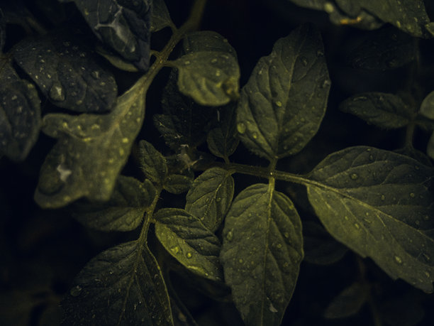 浓密排列的深绿色叶片上挂着水滴，展现了夜晚大自然的魅力。这张图片捕捉了被柔和照亮的丰富植被。图片下载