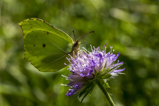 蝴蝶. 野生动物. 色彩鲜艳的昆虫细节微距照片图片下载