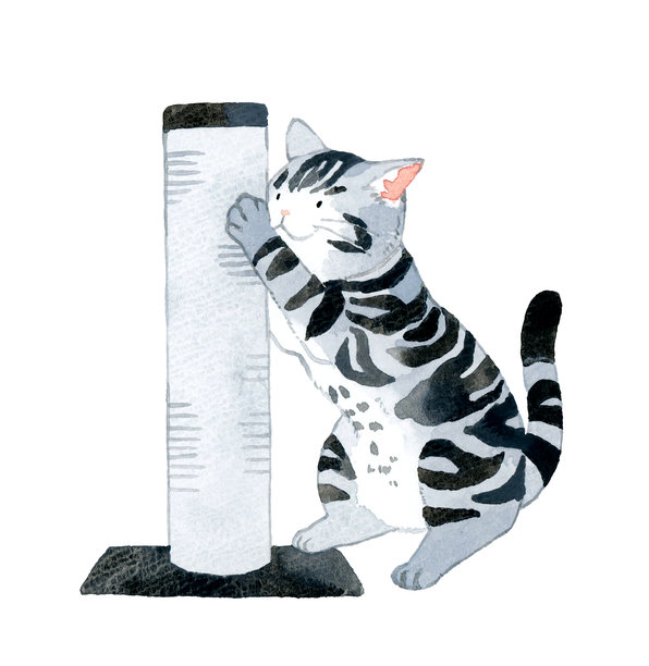 一只猫（美国短毛猫）在猫抓板上磨爪子。手绘水彩宠物和动物插画素材。图片下载