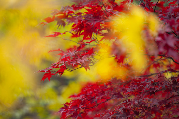 秋季照片。秋天。秋叶，金色和红色的秋叶背景。枫叶。色彩斑斓的秋叶。自然背景。秋日落叶。图片下载