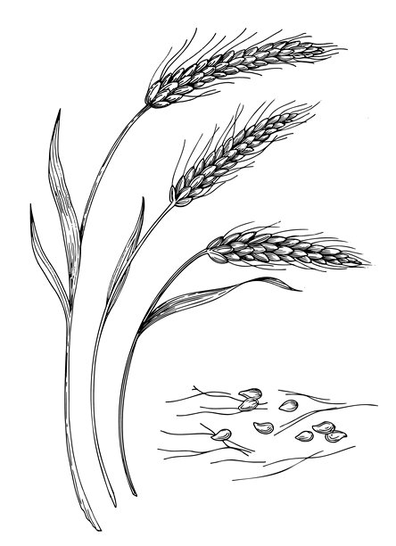 麦穗。矢量墨水风格手工插画。用于包装设计、卡片、封面、印刷品、产品标签和织物。图片下载