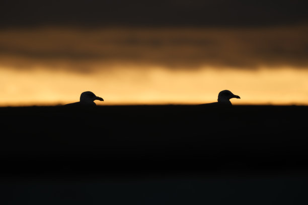 海鸥剪影在海边。海滩和日落的光线。野外的鸟类。太阳和乌云。明信片、背景、壁纸的图片。图片下载