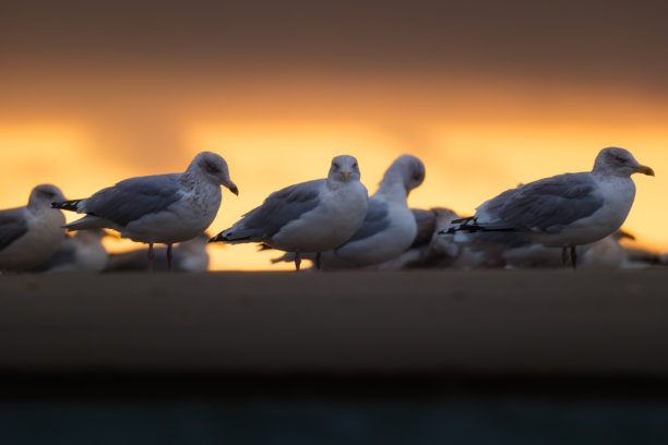 海鸥剪影在海边。海滩和日落的光线。野生鸟类。太阳和乌云。明信片、背景、壁纸的图片。图片下载