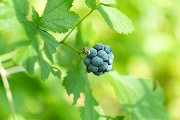 野生的森林黑莓。夏季林中生长的成熟天然浆果图片下载