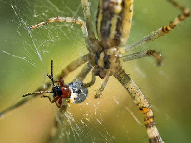 一只蜘蛛在网上捕捉昆虫的微距照片，自然捕食行为的详细特写图片下载