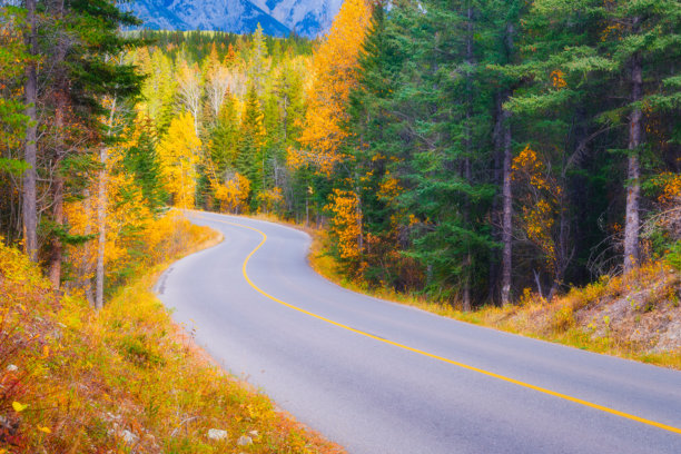 穿过森林的公路。柏油路在树木之间蜿蜒。森林背景。自然风光。壁纸照片。背景，壁纸，明信片。图片下载