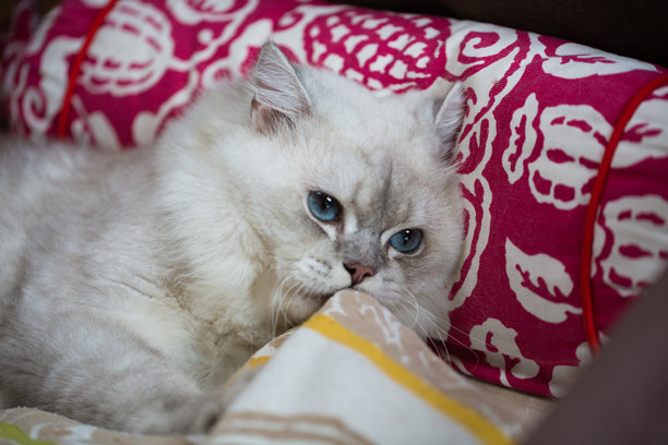 白猫的大眼睛图片下载