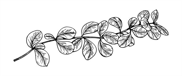 带叶子的酸果蔓枝条矢量图，黑白孤立插画。冬青酸果蔓植物蚀刻画。用于秋季设计、贺卡、生活方式装饰的写实花卉图形草图。图片下载