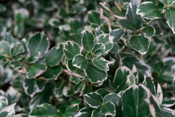 高细节特写照片，展示了斑叶卫矛的叶子，叶片中心为绿色，边缘为奶油白色，并带有微妙的粉色点缀，适合用作自然背景。图片下载