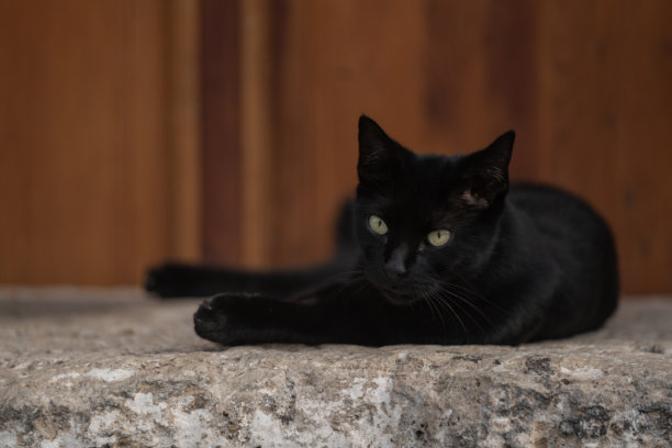 一只黑猫在户外的照片图片下载