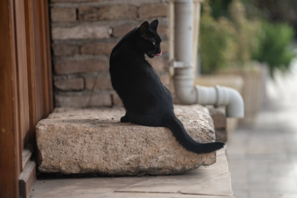 一只黑猫在户外的照片图片下载