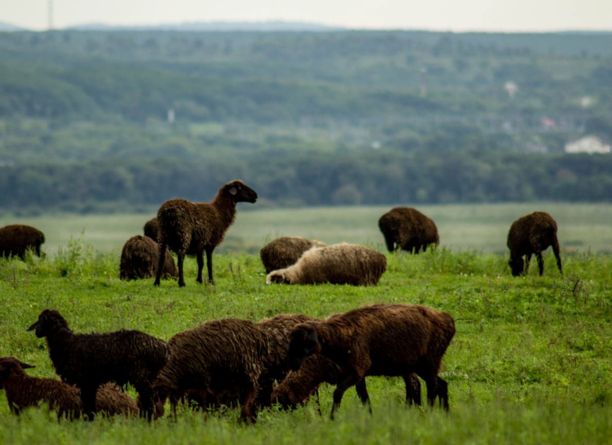 一群绵羊正在绿色的牧场上吃草。场景中有各种绵羊，以棕色为主，有一只白色的绵羊，背景是远处的山地景观。图片下载