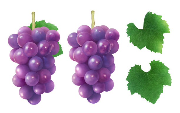 紫色葡萄插画_新鲜秋季水果_写实水彩风格_酿酒葡萄串图片下载