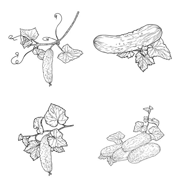 黄瓜挂在树枝上，带着叶子和花朵，手绘草图。矢量插画。新鲜乡村蔬菜，集合在白色背景上。农业，健康营养的概念。图片下载