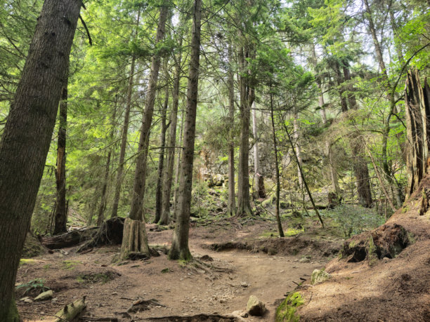 森林背景。加拿大不列颠哥伦比亚省山地森林中的针叶树。加拿大森林图片下载
