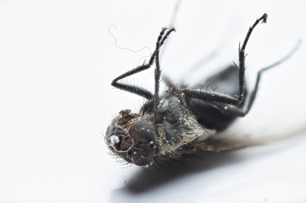 特写微距镜头拍摄的白色背景上的死苍蝇，用于自然和科学素材图片下载