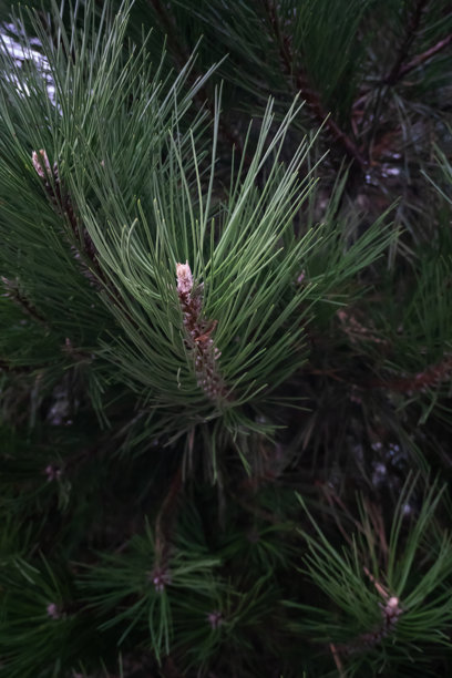 一张富有氛围感的特写照片，捕捉了浓密、长长的绿色松树针叶和小松果，营造出黑暗、富有纹理的自然背景。图片下载