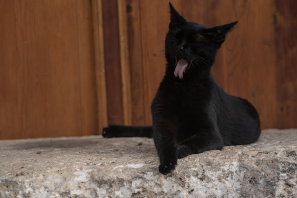 户外黑猫照片图片下载