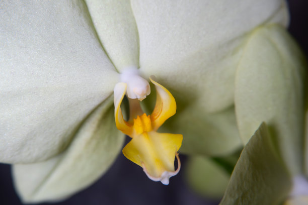 一张美丽的微距摄影照片，展示了浅绿色兰花的中心形态，突出了对比鲜明的黄色和白色唇瓣。图片下载