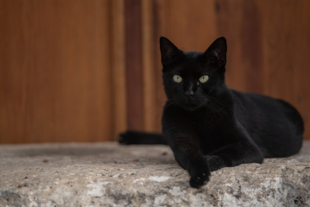 一只黑猫在户外的照片图片下载