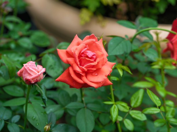 夏日盛开的红玫瑰特写照片图片下载