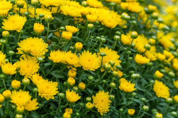 秋季盛开的黄色菊花特写照片图片下载
