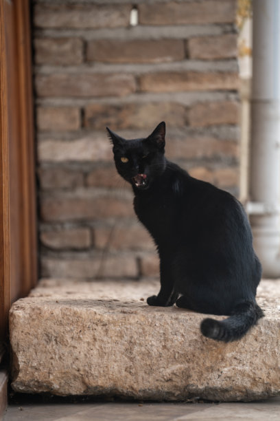 户外黑猫照片图片下载