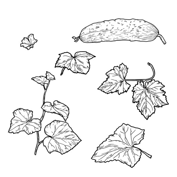 枝条上的成熟黄瓜和叶子，手绘草图。矢量插画。新鲜乡村蔬菜，集合在白色背景上。农耕、健康营养和维生素的概念。图片下载