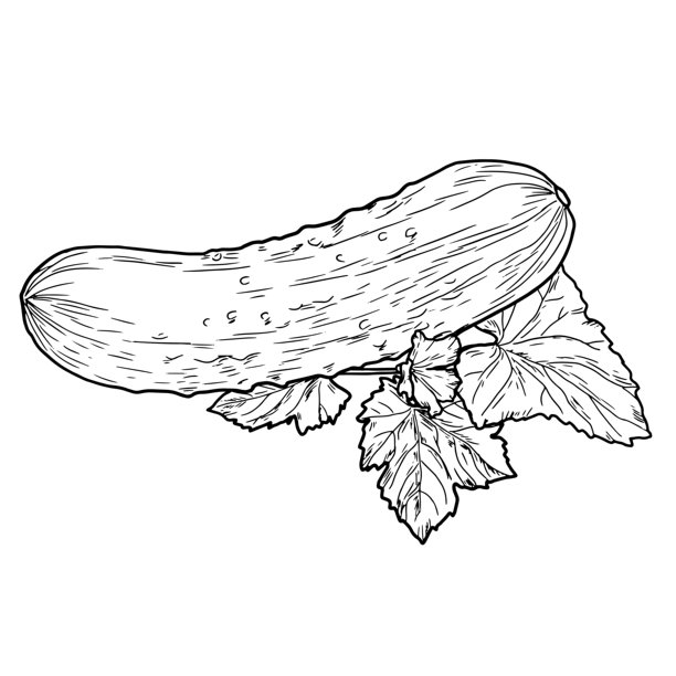 成熟的黄瓜和叶子在树枝上，手绘草图。矢量插画。新鲜质朴的蔬菜，集合孤立在白色背景上。农业、健康营养和维生素的概念。图片下载