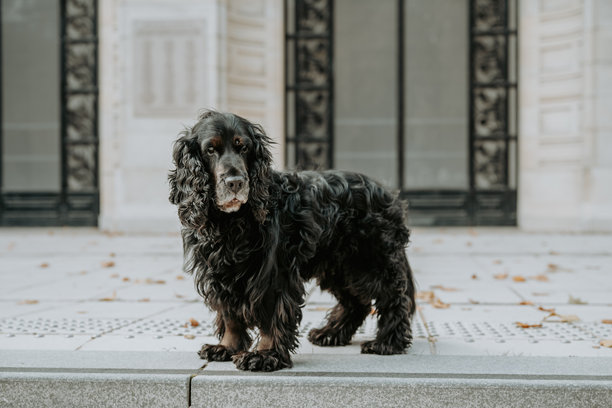 城市背景下的可卡犬照片图片下载