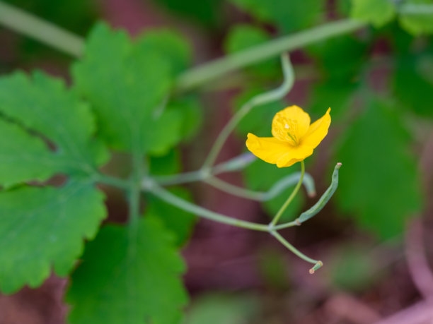 夏季盛开的黄色白屈菜（Chelidonium majus）花朵的特写照片。图片下载
